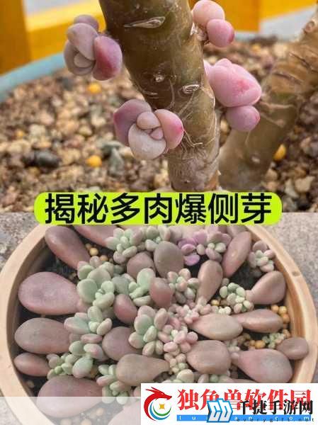 皇家共享小公主多肉怎么养多肉秘籍：1.-多肉植物养护秘籍：皇家共享小公主的秘密