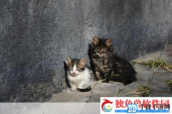 悠然自得-暖心治愈——探索悠然镇的流浪猫的温馨世界